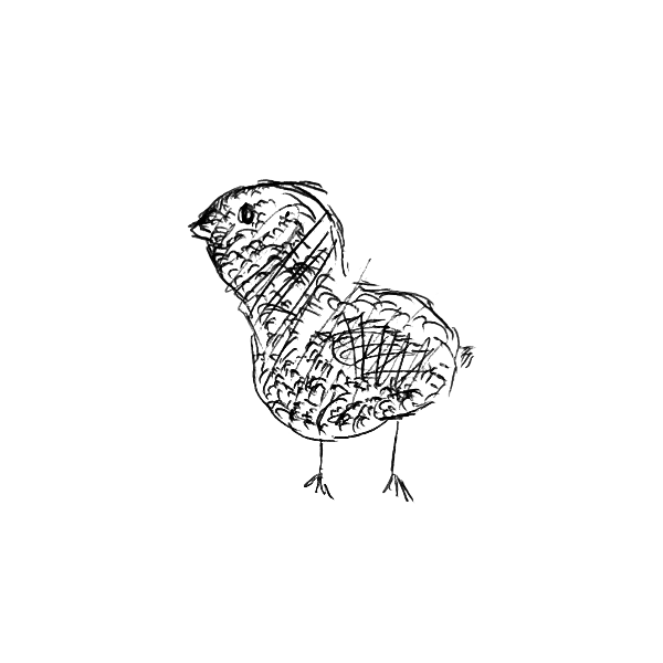Pollito